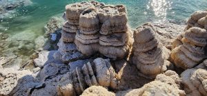 פטריות מרהיבות