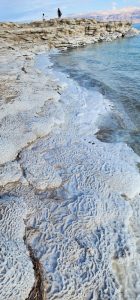 תחרת מלח ופטריות